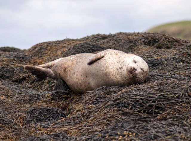 Seals