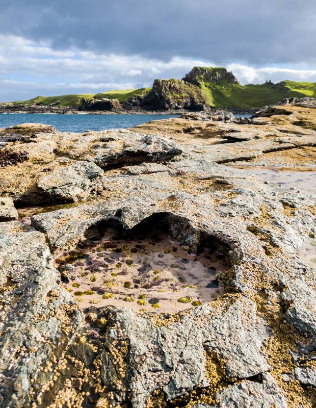 Skye Dinosaur Footprint Brothers Points